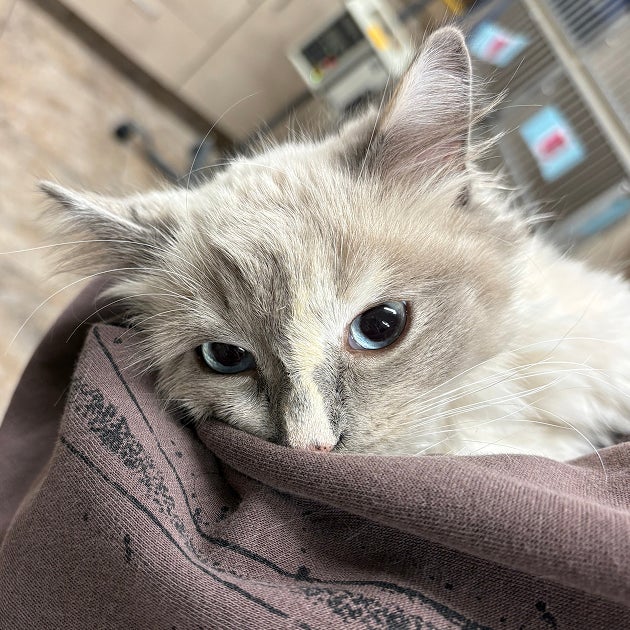 A fluffy kitten rests comfortably on a soft blanket, illustrating bringing a favorite toy or blanket to help a kitten feel calm during a visit.