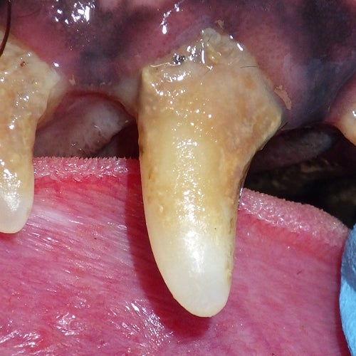 Close-up of a dog’s teeth with mild redness along the gums and early tartar buildup (Grade 1).