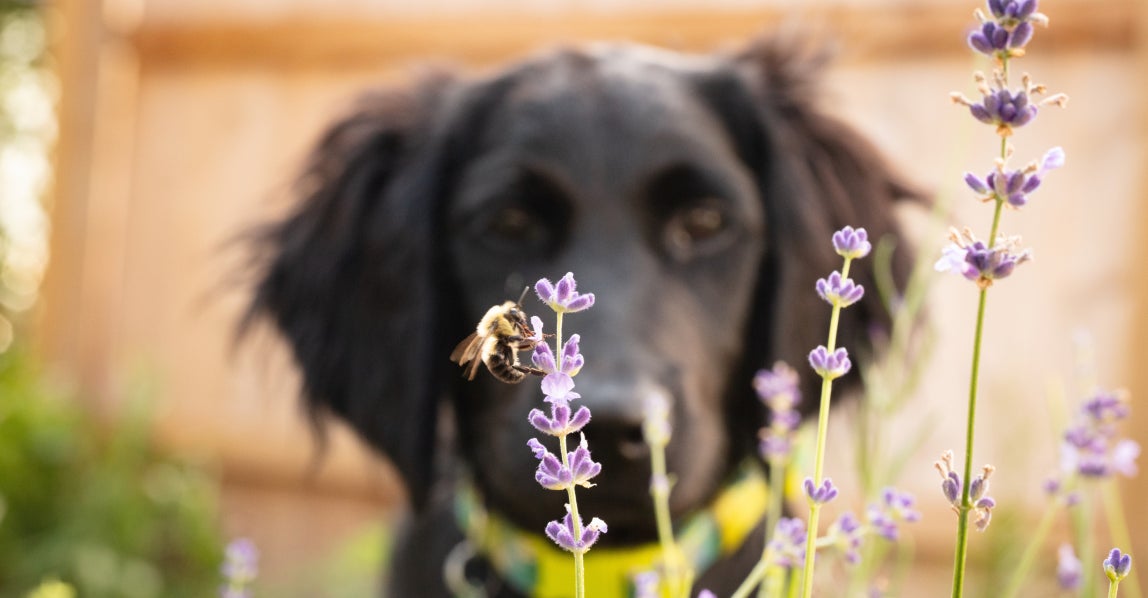 Dog watching a bee hover over purple flowers in a backyard, highlighting a common situation where dogs can get stung and the importance of prevention and care.