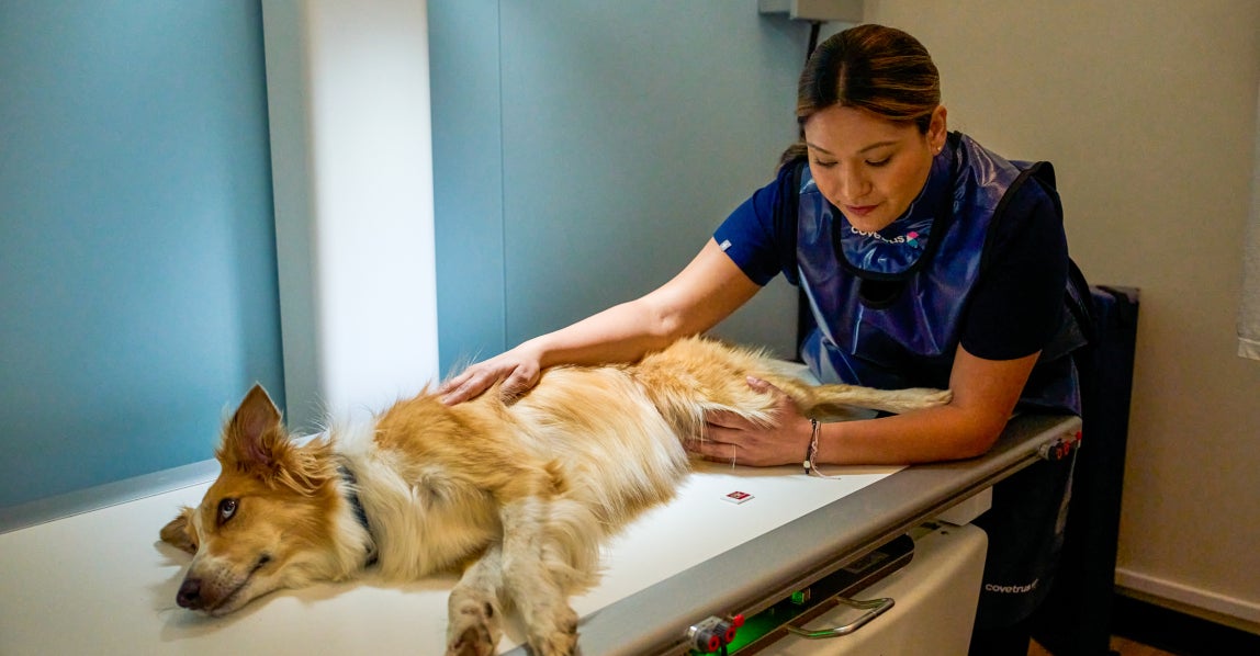 A Lovet veterinarian gently examines a dog lying on an imaging table, illustrating the evaluation and treatment of a pet with a medical concern.