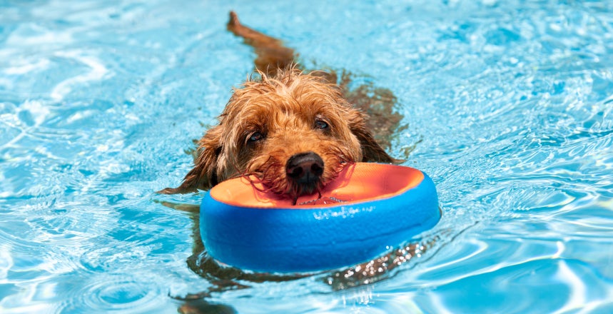 A Goldendoodle in a pool swims toward the camera with an orange and blue toy in its mouth.