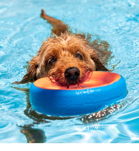A Goldendoodle in a pool swims toward the camera with an orange and blue toy in its mouth.