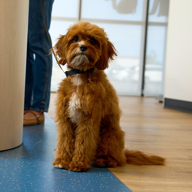 Young brown puppy sitting calmly in a Lovet veterinary clinic exam room, ready for a wellness visit and vaccinations.