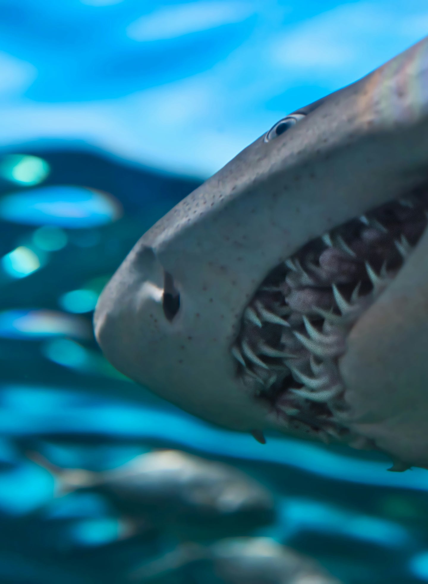 Why humans can’t regrow teeth like sharks—and why that matters