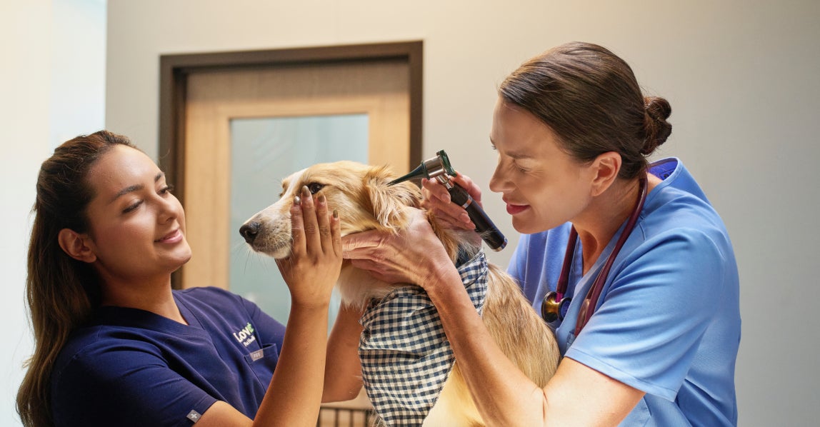 Veterinarian examining a dog’s ear with an otoscope while a staff member gently holds the dog, showing how ear infections are diagnosed during a vet care visit.