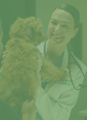 A Lovet Pet Health Care staff member is having a positive interaction with a dog in the exam room.
