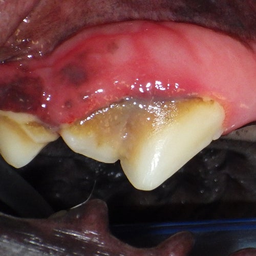 Close-up of a dog’s teeth with heavy tartar buildup and receding gums, showing advanced periodontal disease (Grade 3).