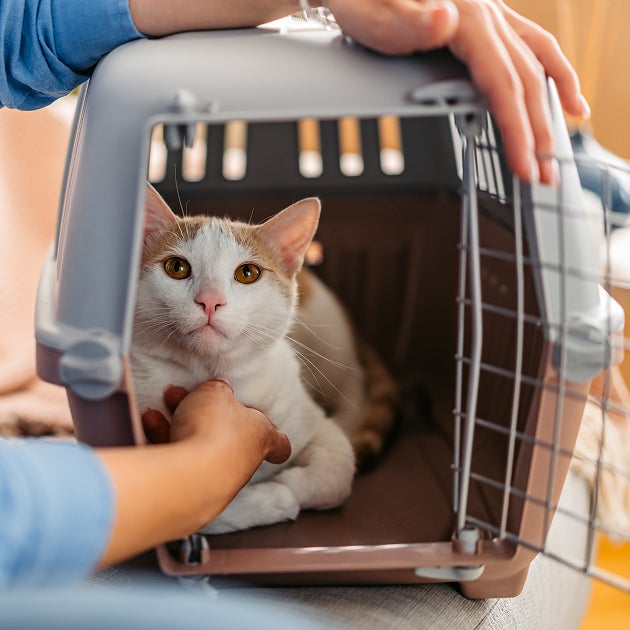 A kitten sits inside a pet carrier while a person closes the carrier door, showing how to safely bring a kitten to a Lovet appointment.