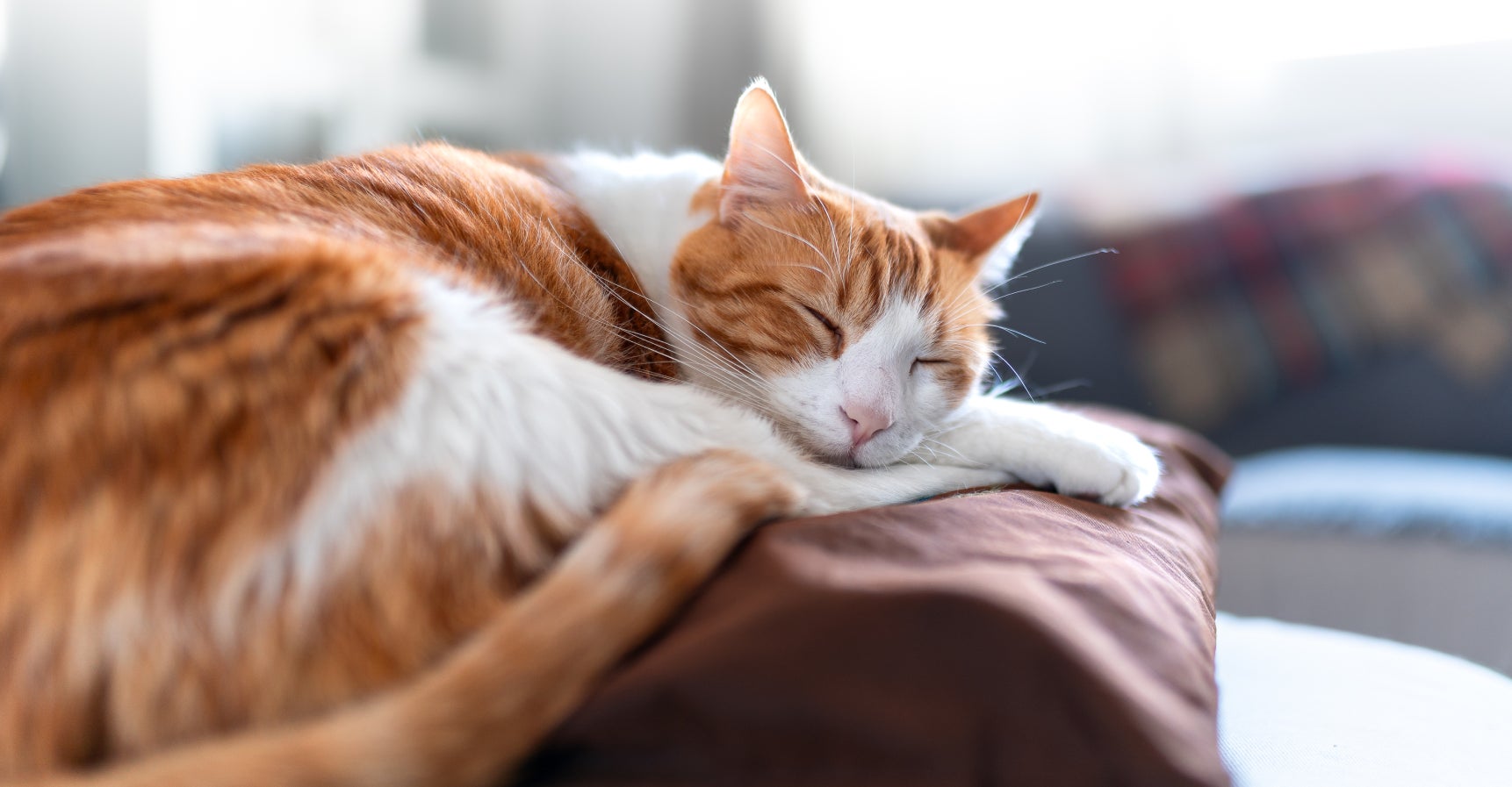 An orange-and-white cat rests comfortably on a cushion, illustrating recovery and comfort during treatment for feline stomatitis.