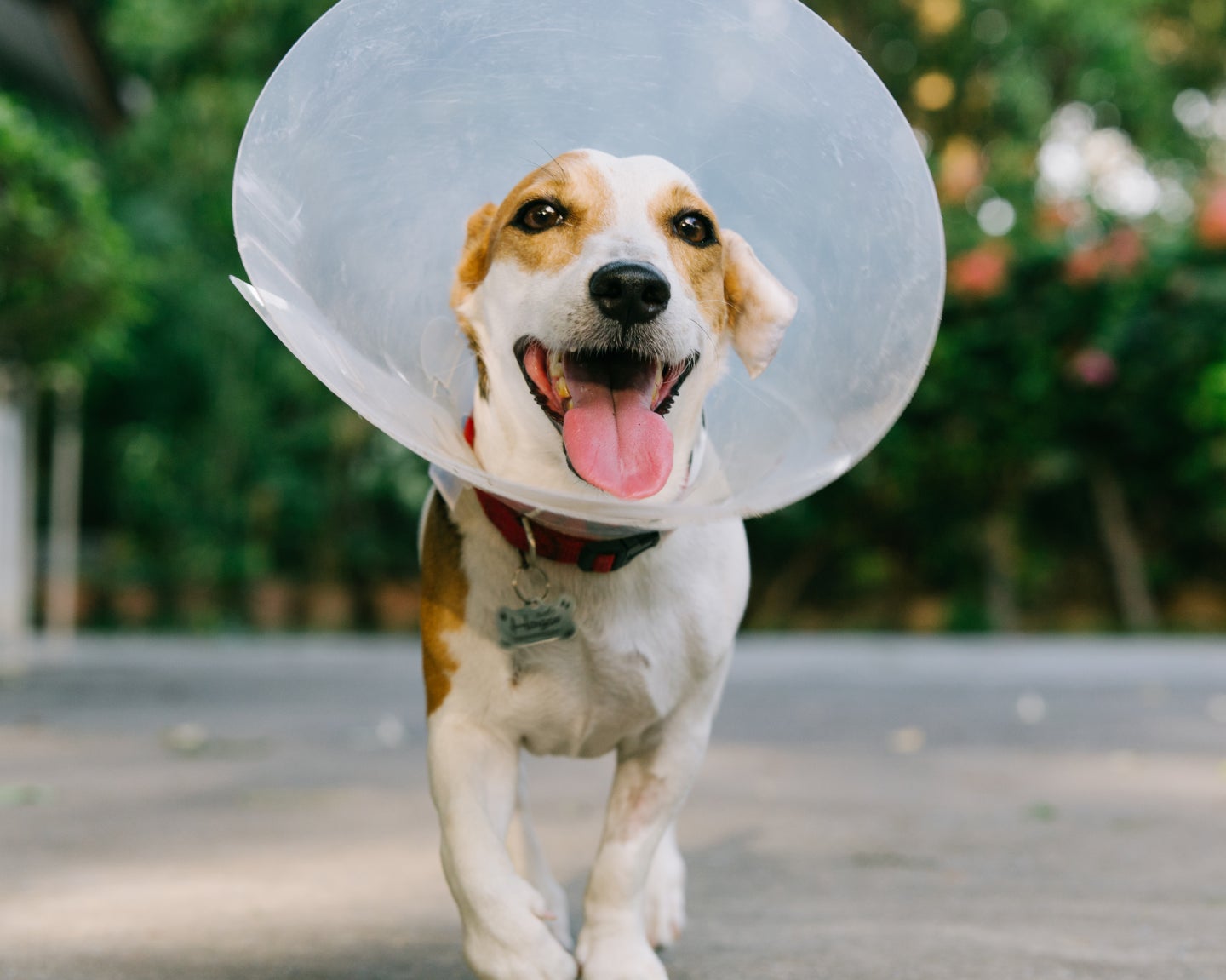 A beagle mix in an e-collar.