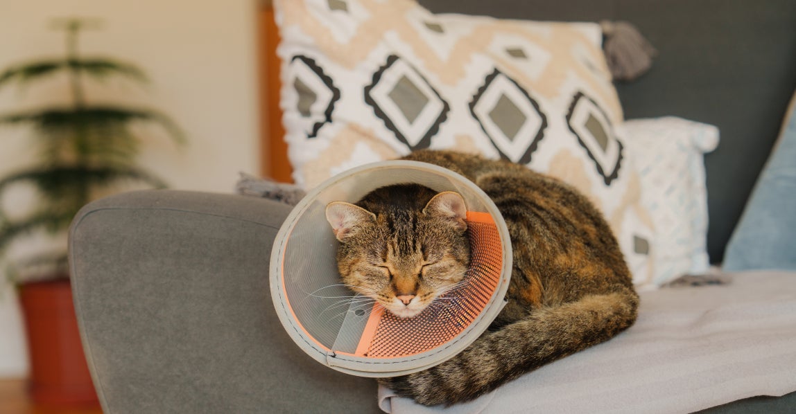 Cat sleeping on couch wearing a cone after neutering surgery.