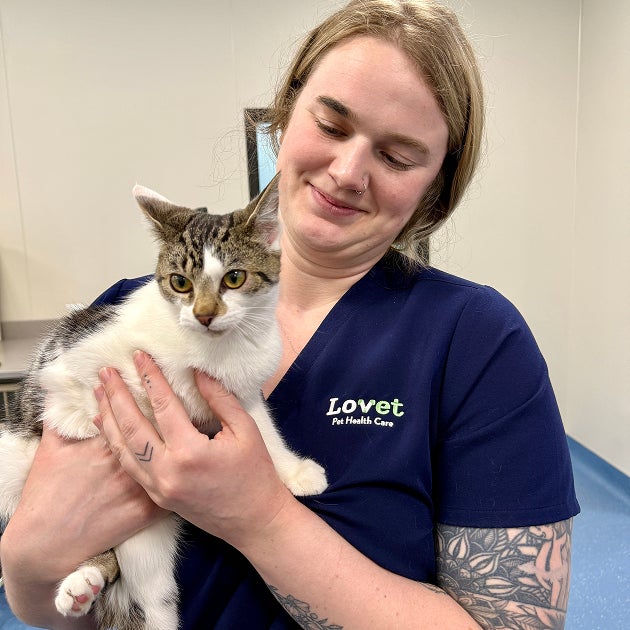 A Lovet veterinarian in navy scrubs gently holds a kitten against her chest in a hospital exam room, showing a calm moment of care before an appointment.