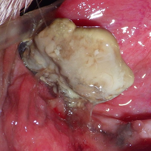 Close-up of a dog’s teeth and gums showing early plaque buildup with otherwise healthy pink gums (Grade 0).