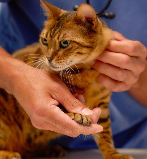 A Lovet vet examines a brown striped cat.
