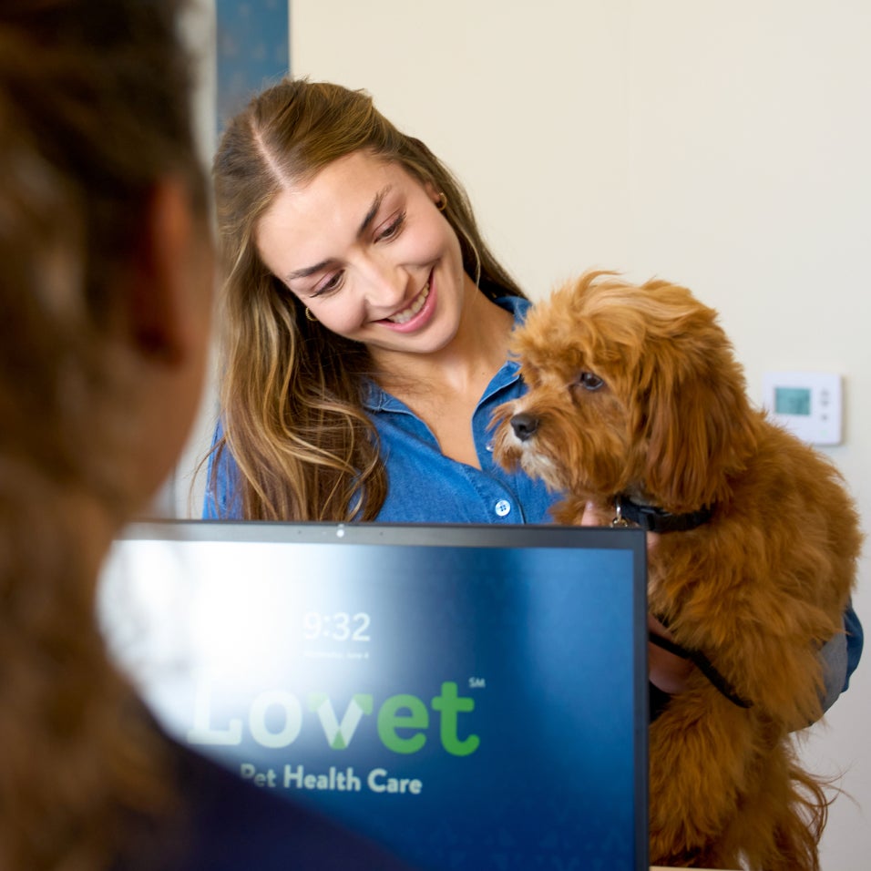 Woman smiling at a small brown dog while standing behind a Lovet veterinary hospital reception desk.