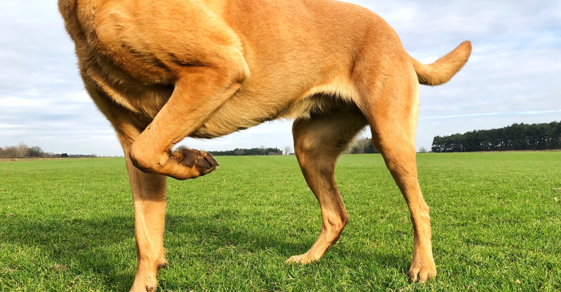 A dog holds one front leg up while standing on grass, a common sign of limping that can be caused by an injury, pain, or an underlying health condition.