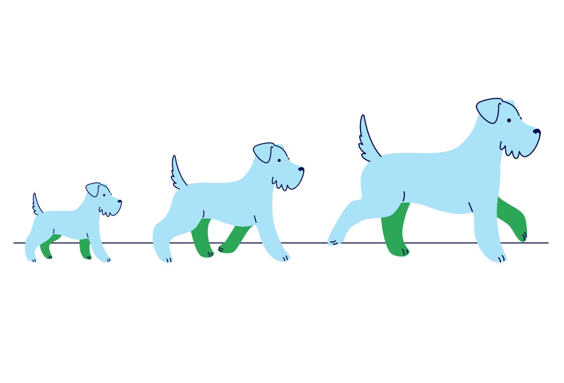 Three illustrations show a puppy growing into an adult dog, representing every stage of life and the importance of regular primary vet care to help pets stay healthy over time.