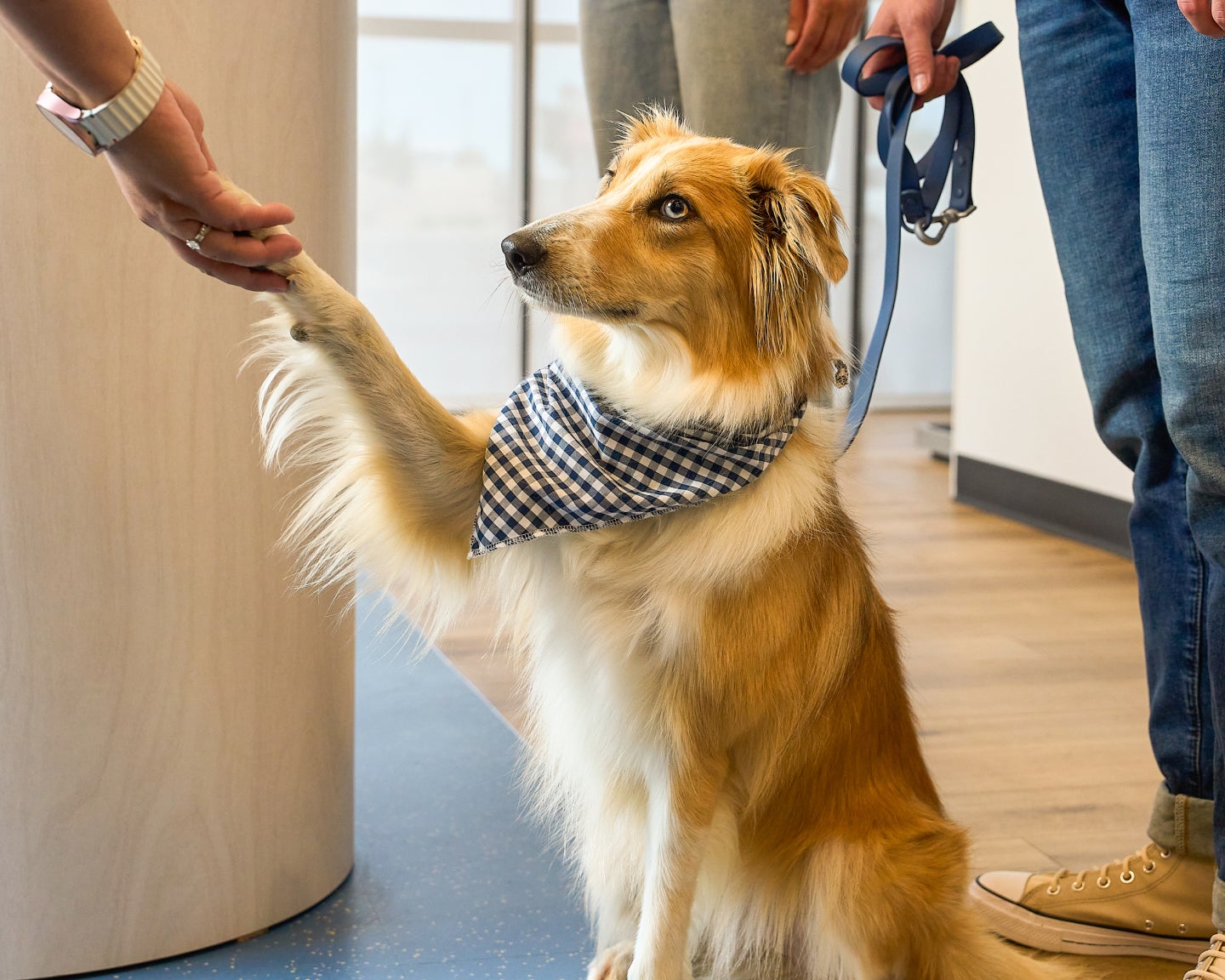 Tan and white dog shaking paw with human hand.