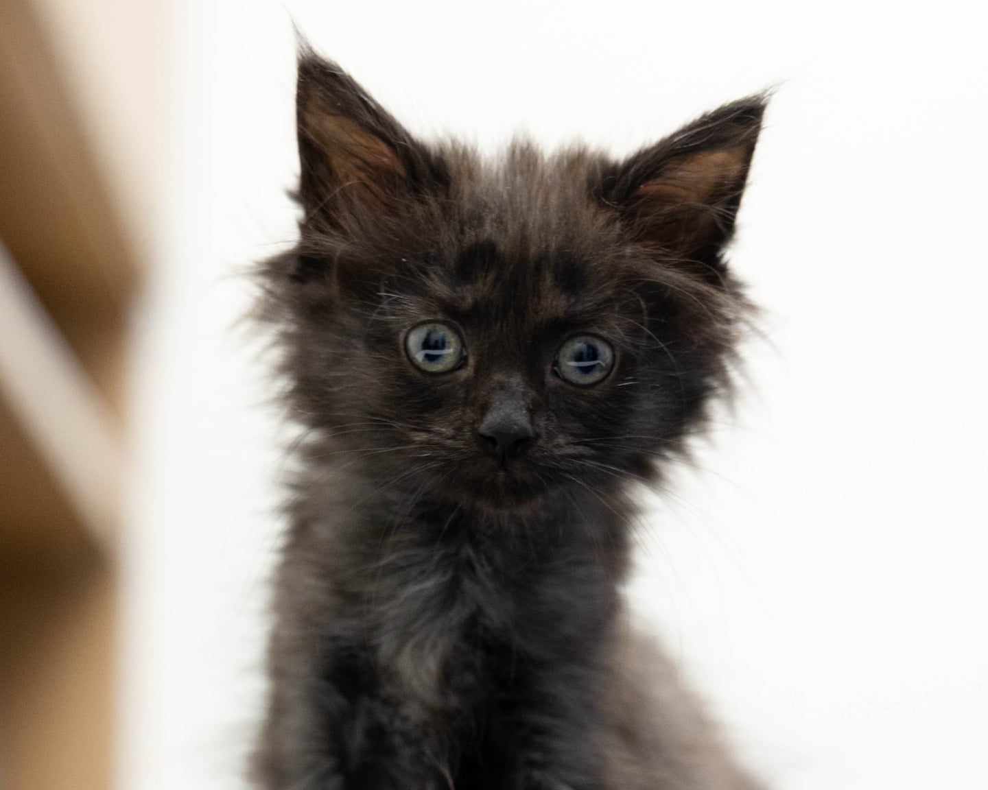 A fluffy black kitten with bright, curious eyes looks straight ahead against a soft, light background.
