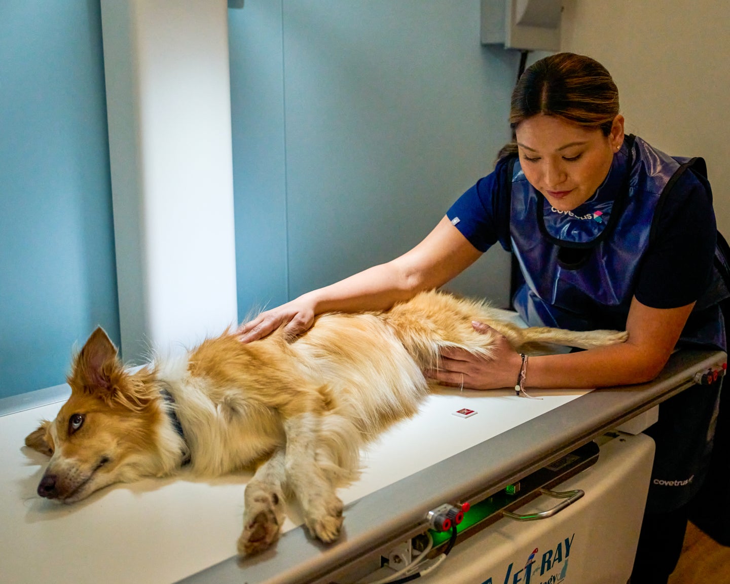 A Lovet tech prepares a Collie mix for imaging.