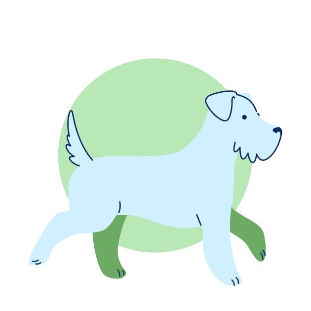 Illustration of an older puppy representing the 16–18 week vaccination milestone.