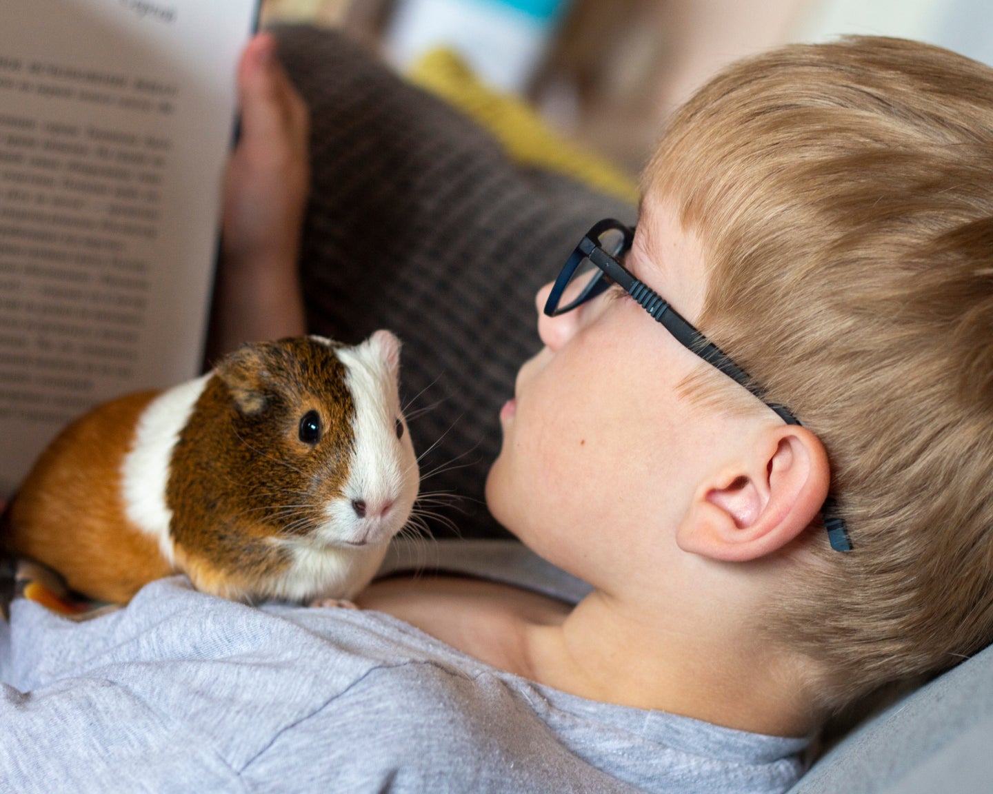 Young boy wearing glasses holding a guinea pig while reading, representing Lovet’s advanced veterinary care for exotic and pocket pets.