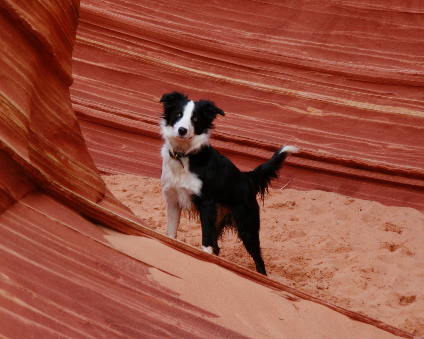 Black and white dog standing on red sandstone rock formations in a desert landscape.