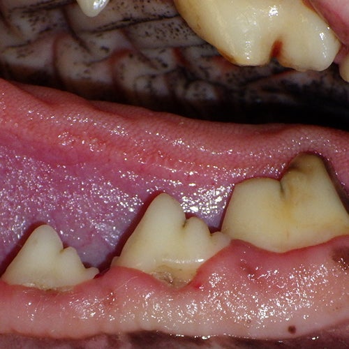 Close-up of a dog’s teeth with visible tartar accumulation and inflamed gums indicating moderate dental disease (Grade 2).