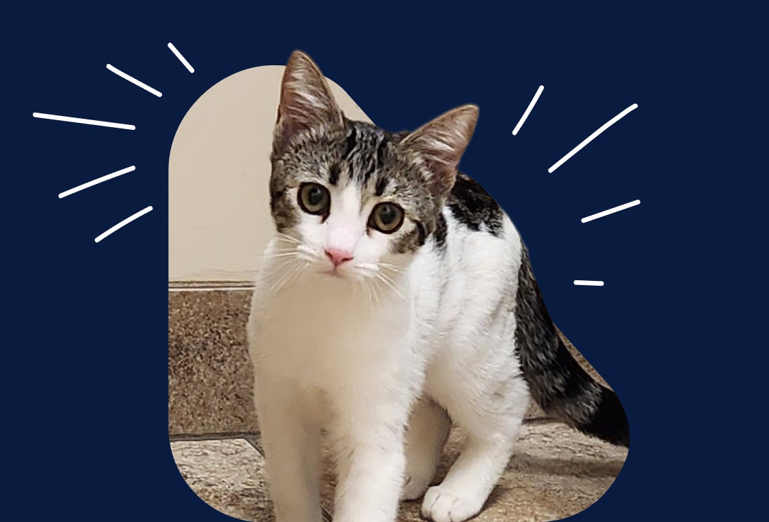 Victoria S’s white and tabby cat stands on carpeted stairs, looking curiously toward the camera against a dark blue graphic background with simple accent lines.