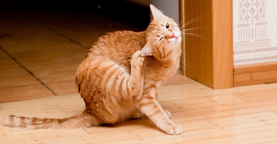 Orange tabby cat sitting on a hardwood floor and scratching its ear with a back paw, a common sign of ear irritation that can be associated with ear mites or an ear infection.
