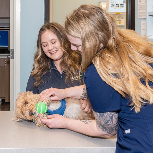 Lovet veterinary team members gently examining a small dog during a checkup, demonstrating compassionate preventive care for puppies and young pets.