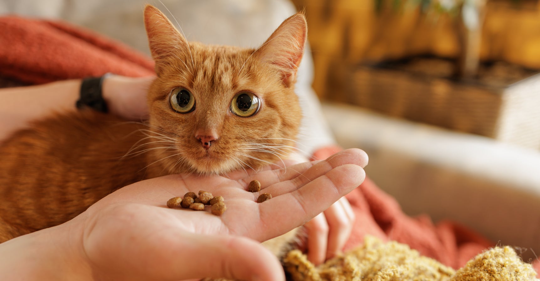 An orange cat with wide, eager eyes focused on food in a hand