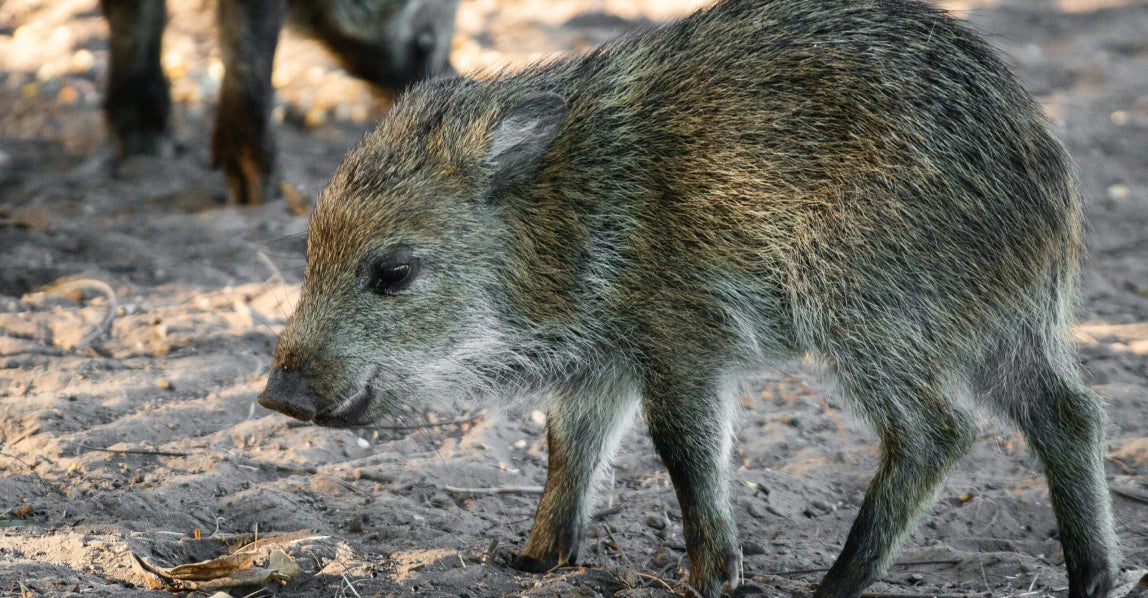 Javelina standing on sandy ground in a natural desert setting, showing the coarse fur and pig-like features of this wild animal native to the American Southwest.