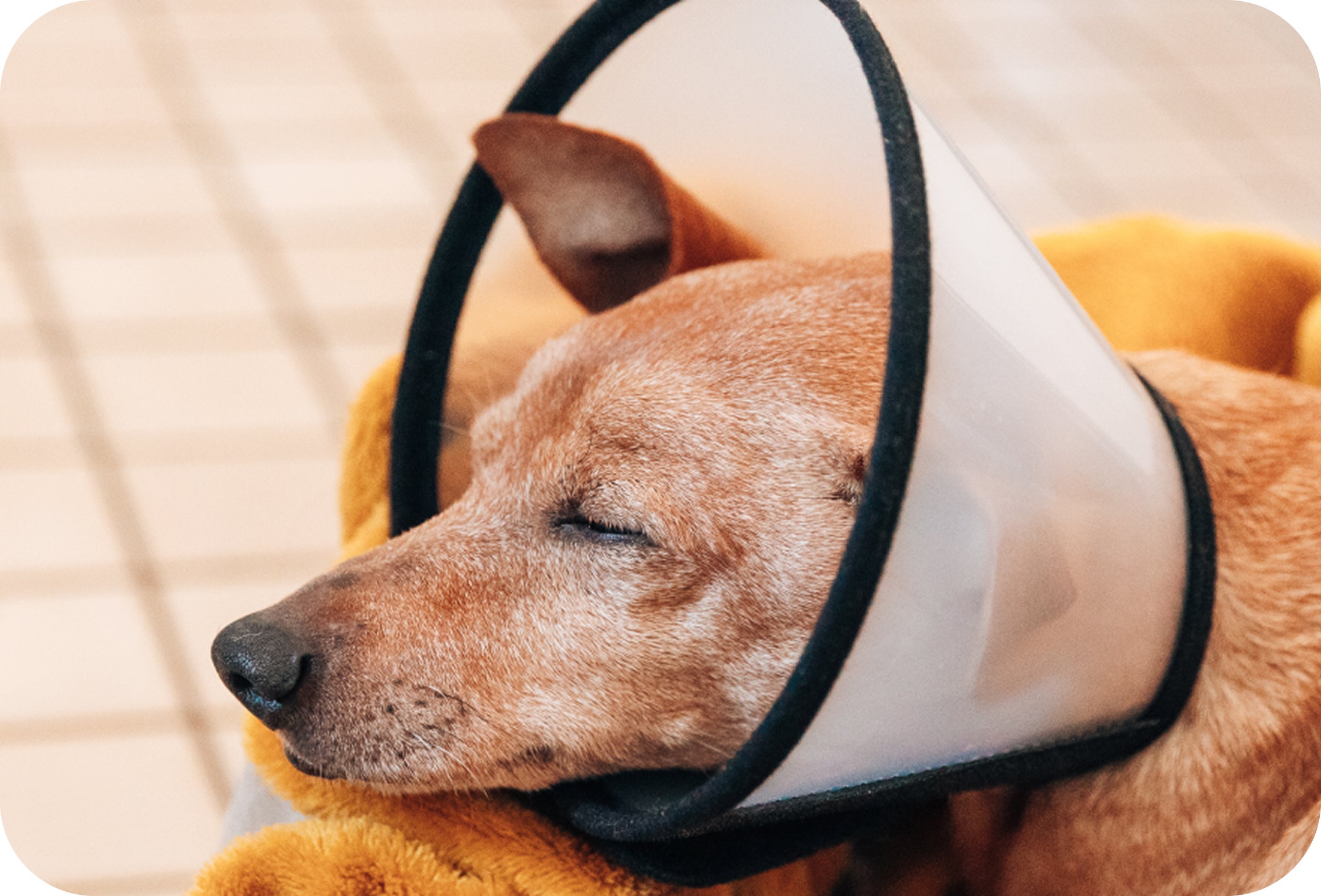 A dog rests peacefully while wearing a recovery cone after surgery, curled up on a soft blanket at home. The image highlights the quiet recovery period after a procedure and the comfort pets need as they heal.