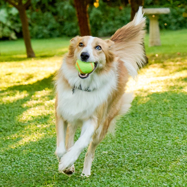 An adult dog happily runs across the grass with a tennis ball in its mouth, representing the active, everyday health that the Lovet Adult Essentials plan helps support through routine primary vet care.