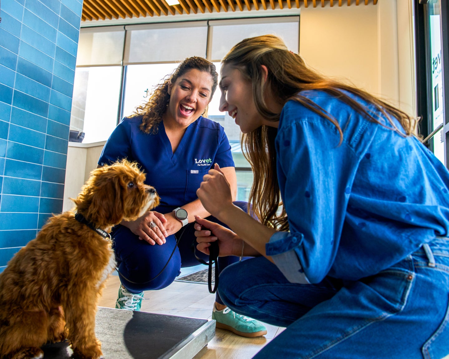 A pet parent and a Lovet team-member weigh a small brown dog in a Lovet lobby.