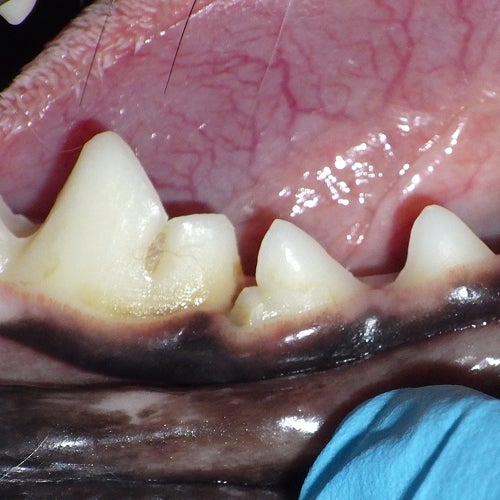 Close-up of a dog’s teeth with severe tartar, gum damage, and possible infection consistent with advanced periodontal disease (Grade 4).