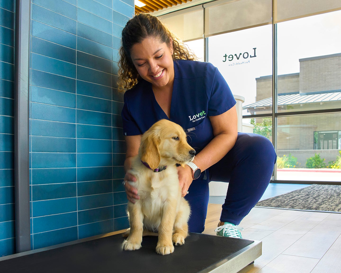 A Lovet veterinarian gently weighs a golden retriever on a scale during a routine vet care visit, helping the dog stay calm with a reassuring hand. The bright hospital lobby is visible in the background.