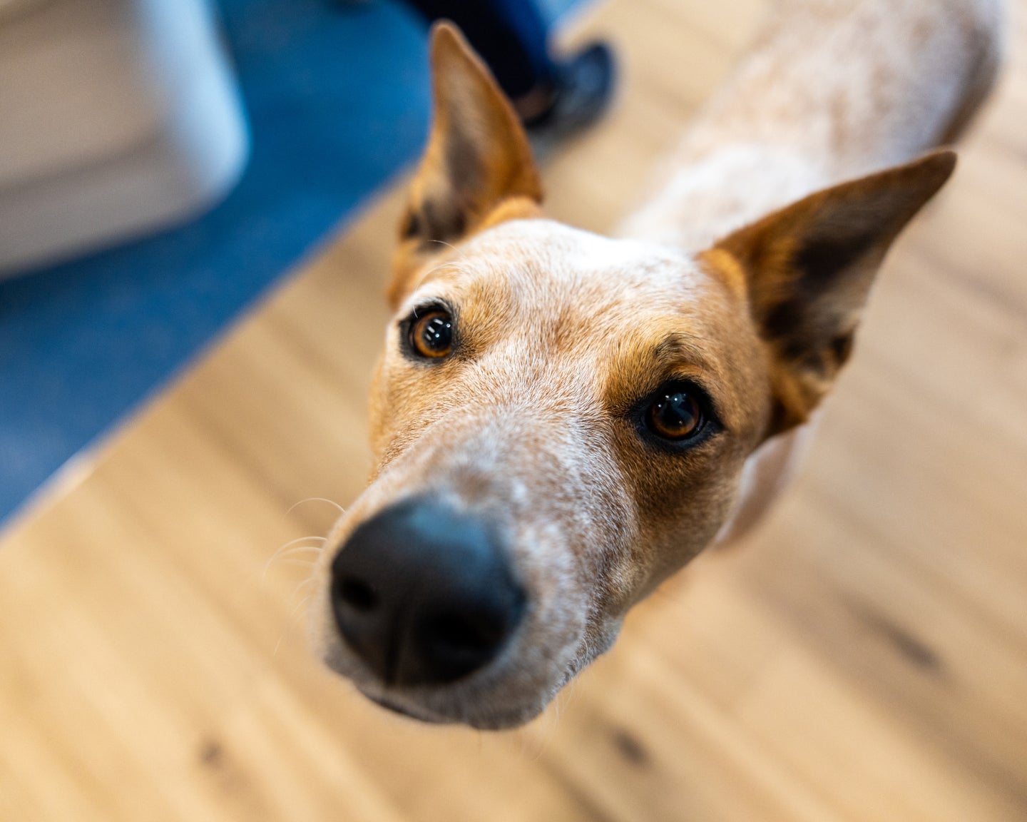 A dog looking up at a camera. 