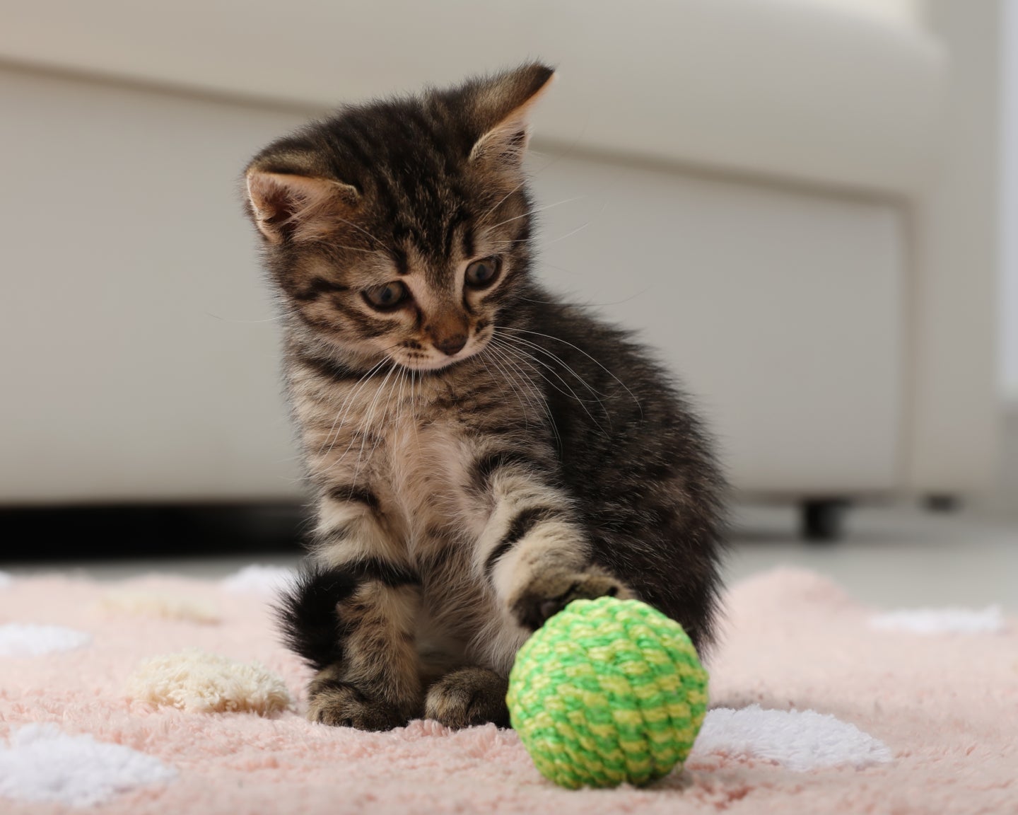 A small tabby kitten sits on a soft rug, looking down curiously at a bright green textured ball toy by its paw.