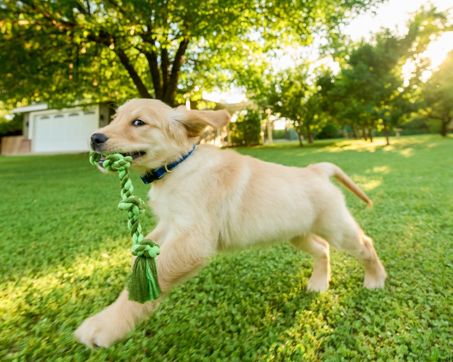 Playful golden retriever puppy running through a grassy yard with a rope toy in its mouth, showing the energy and joy of a healthy, well-cared-for puppy.