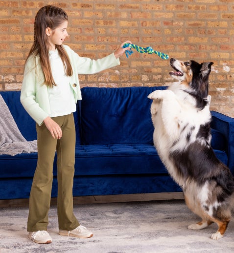 A girl uses a green and blue rope toy to play with a black, white, and brown Australian Shepherd.