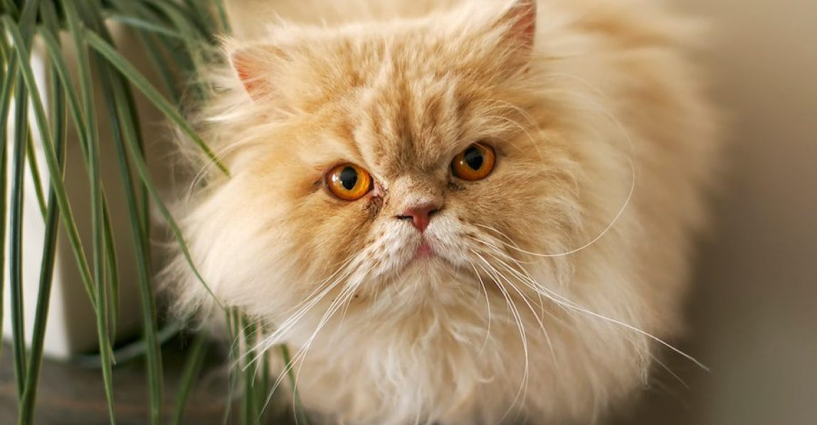 A close up of a golden Persian cat with orange eyes.