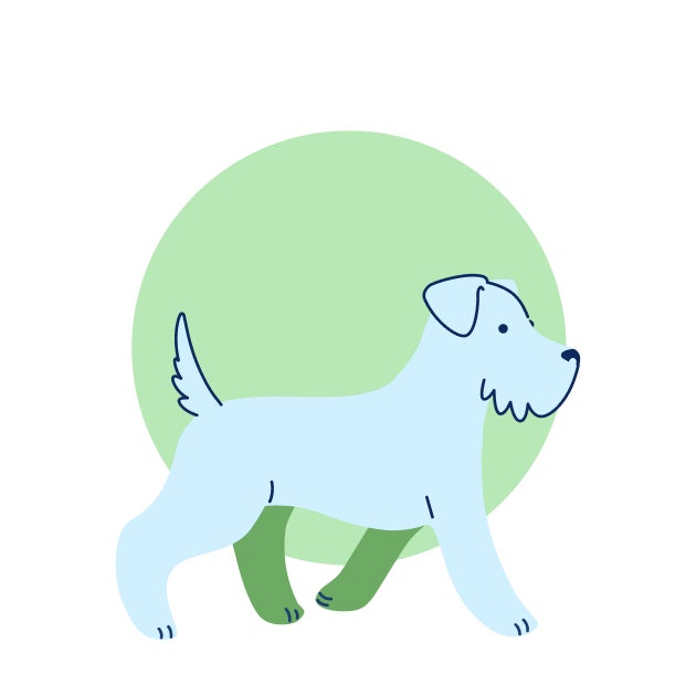 Illustration of a growing puppy representing the 10–12 week booster vaccine stage.