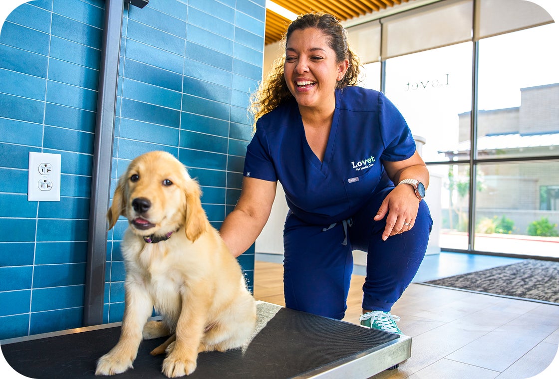 Lovet team member smiles while comforting a golden retriever puppy on an exam table before surgery at a Lovet hospital. The veterinarian helps the calm puppy feel at ease, supporting the spay and neuter surgery experience.