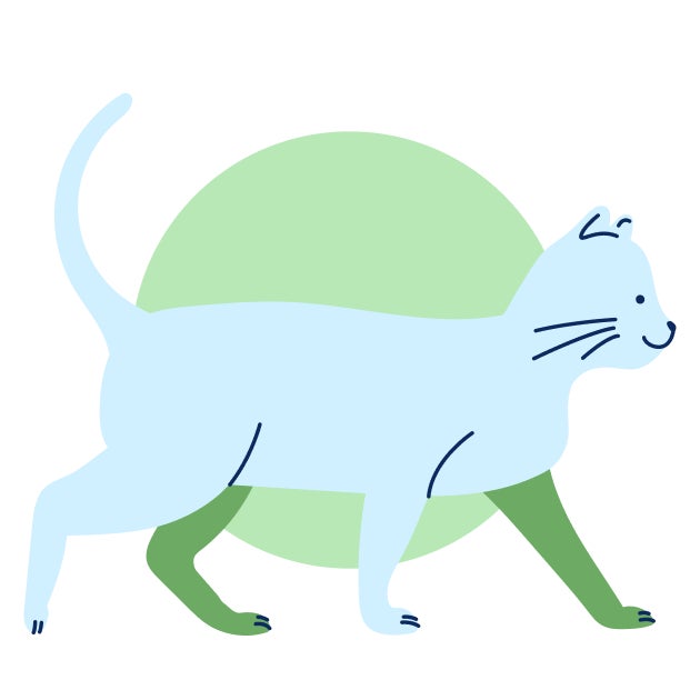 Illustration of an older kitten walking confidently, representing the later stage in a kitten’s vaccine schedule.