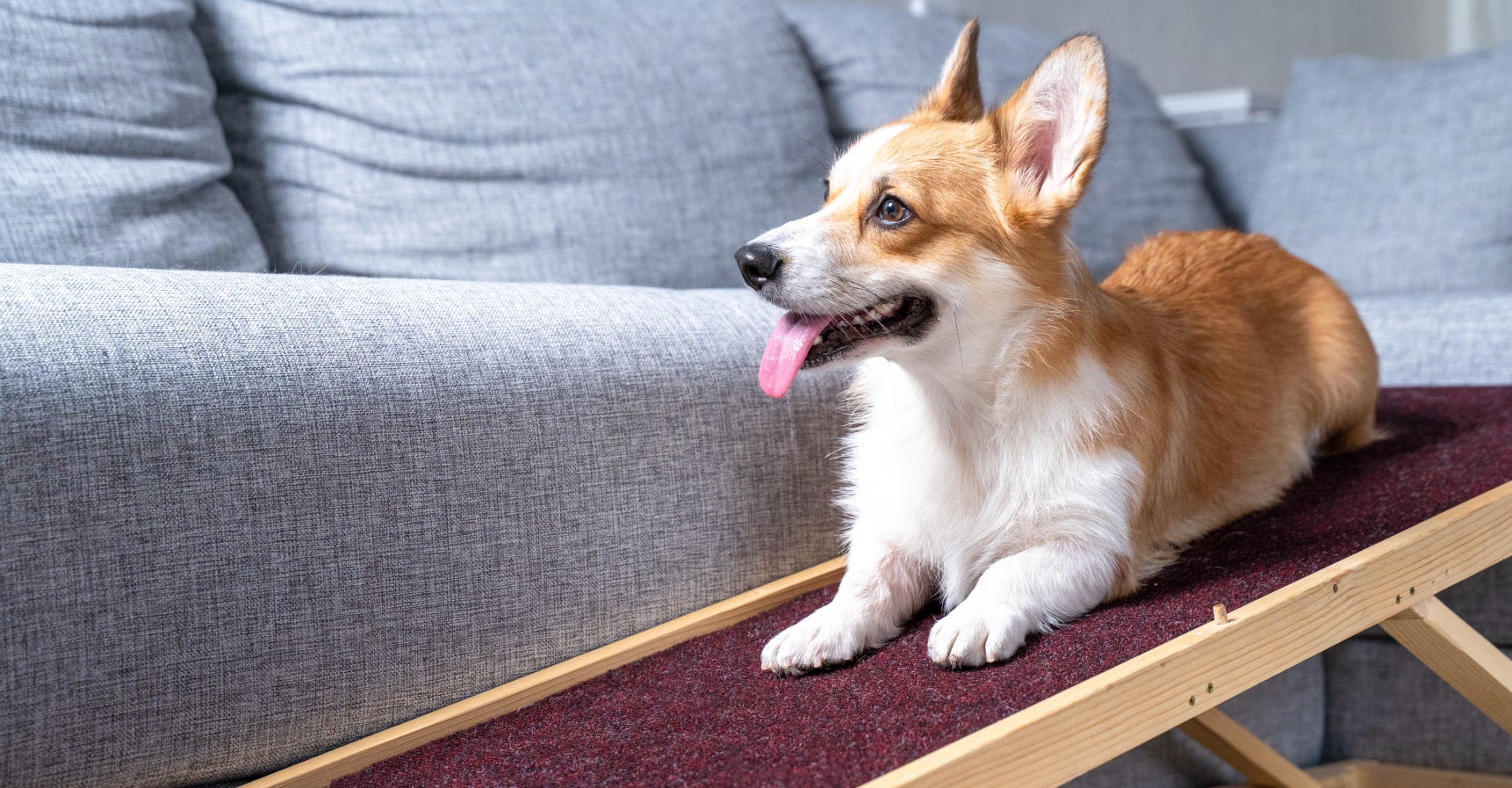 Pembroke Welsh Corgi resting on a carpeted ramp beside a couch, an option that may help dogs with arthritis avoid jumping on and off furniture.