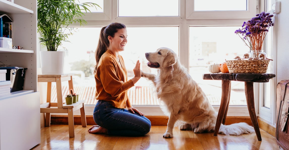 Woman kneeling on the floor and high-fiving her dog in a bright home, showing a positive, trusting bond that reflects a safe and caring environment for pets.