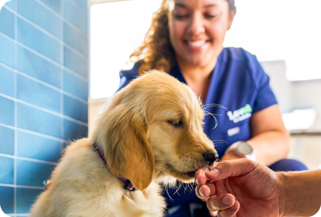 Golden retriever puppy licking a person’s hand while a smiling veterinarian in navy blue scrubs with a Lovet logo sits in the background.
