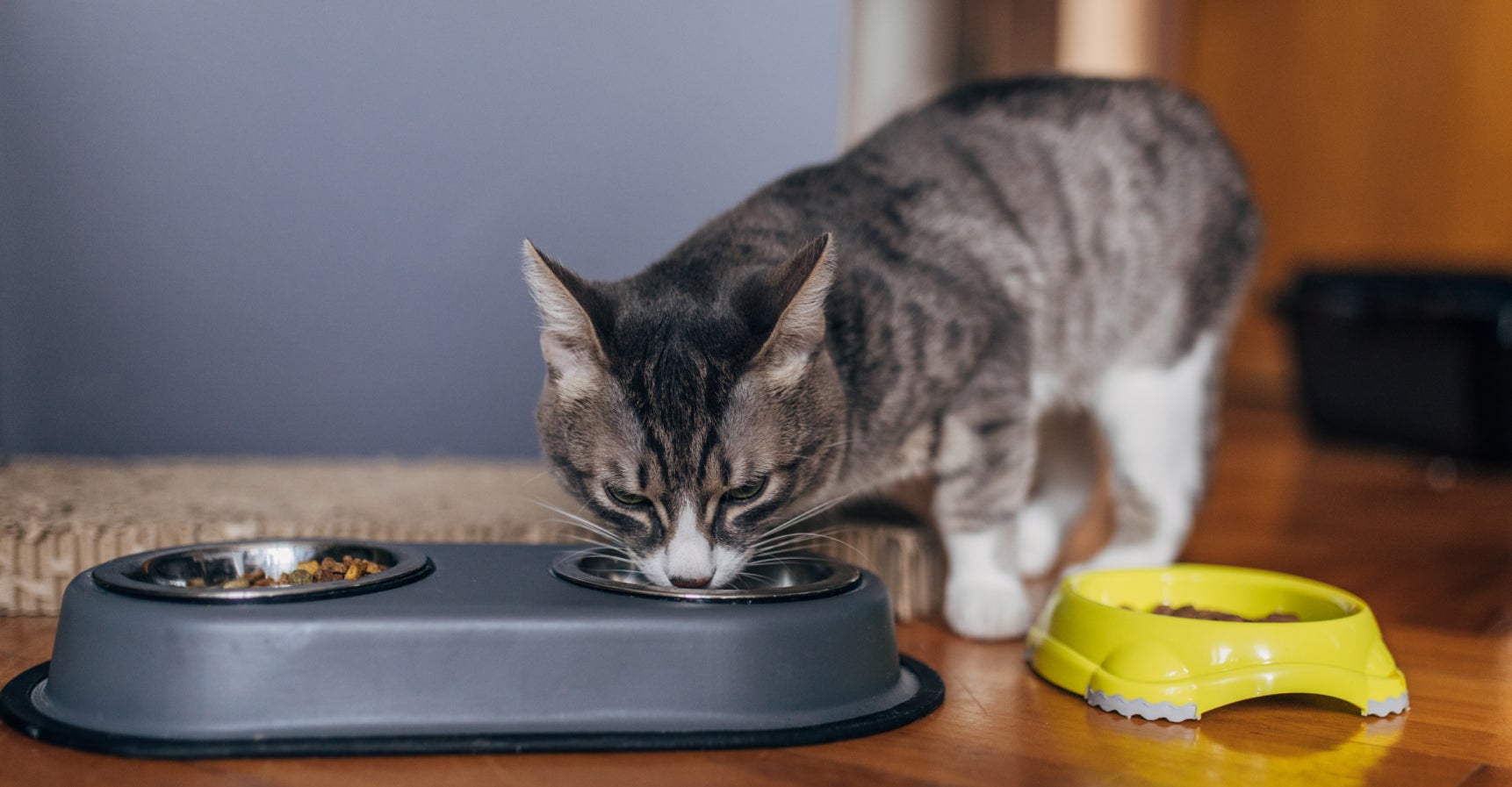 Gray tabby cat drinking water from a bowl beside its food dish, supporting hydration during at-home care for kidney disease.
